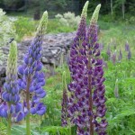 Adair_Lupine1